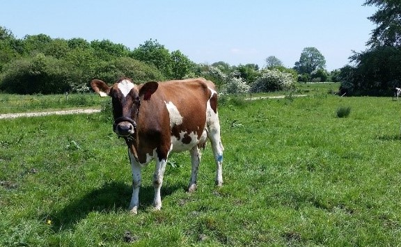 Cow in field